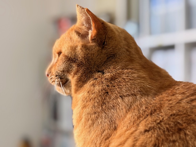 12月18日（木） 花光リフォームのブログ 写真2