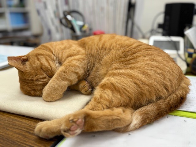 8月21日（木） 花光リフォームのブログ 写真2