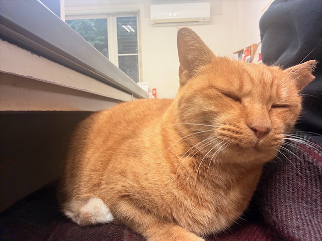 11月5日（水） 花光リフォームのブログ 写真2