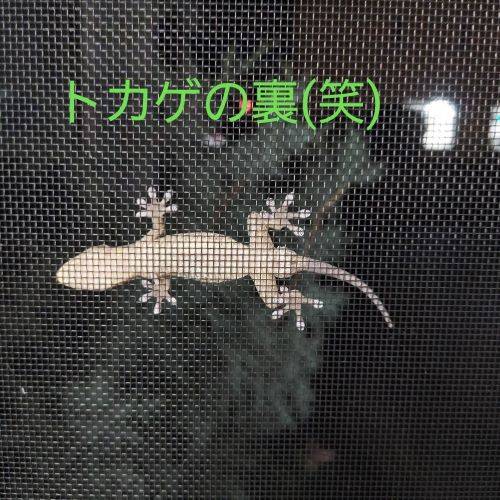 グロイよねー(笑) まどありー。太田店のブログ 写真1