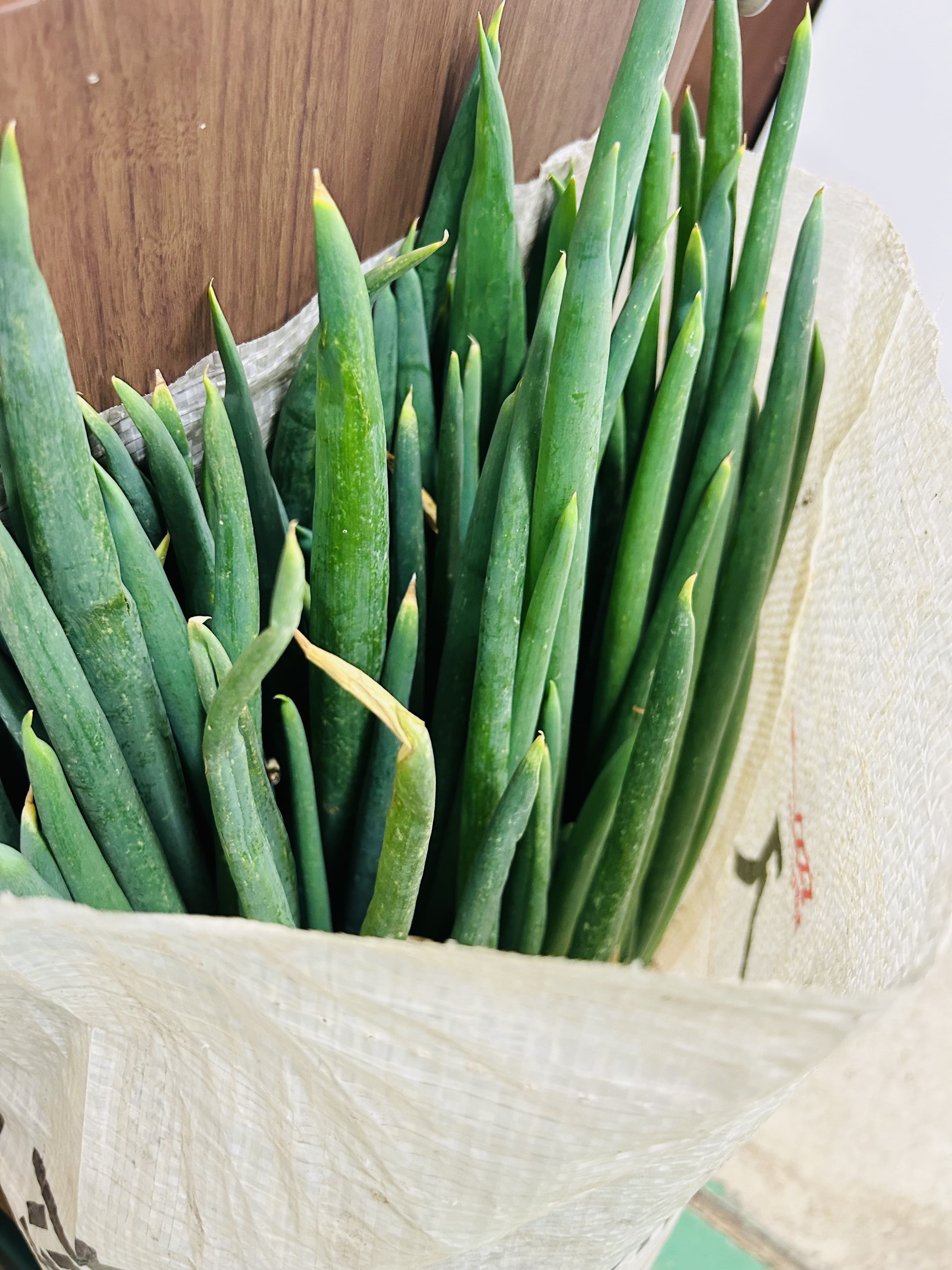 ネギ！！ ダイイチサッシのブログ 写真1