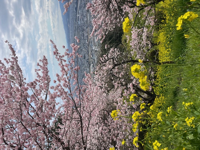 一足先に春を感じてきました ダイイチサッシのブログ 写真1