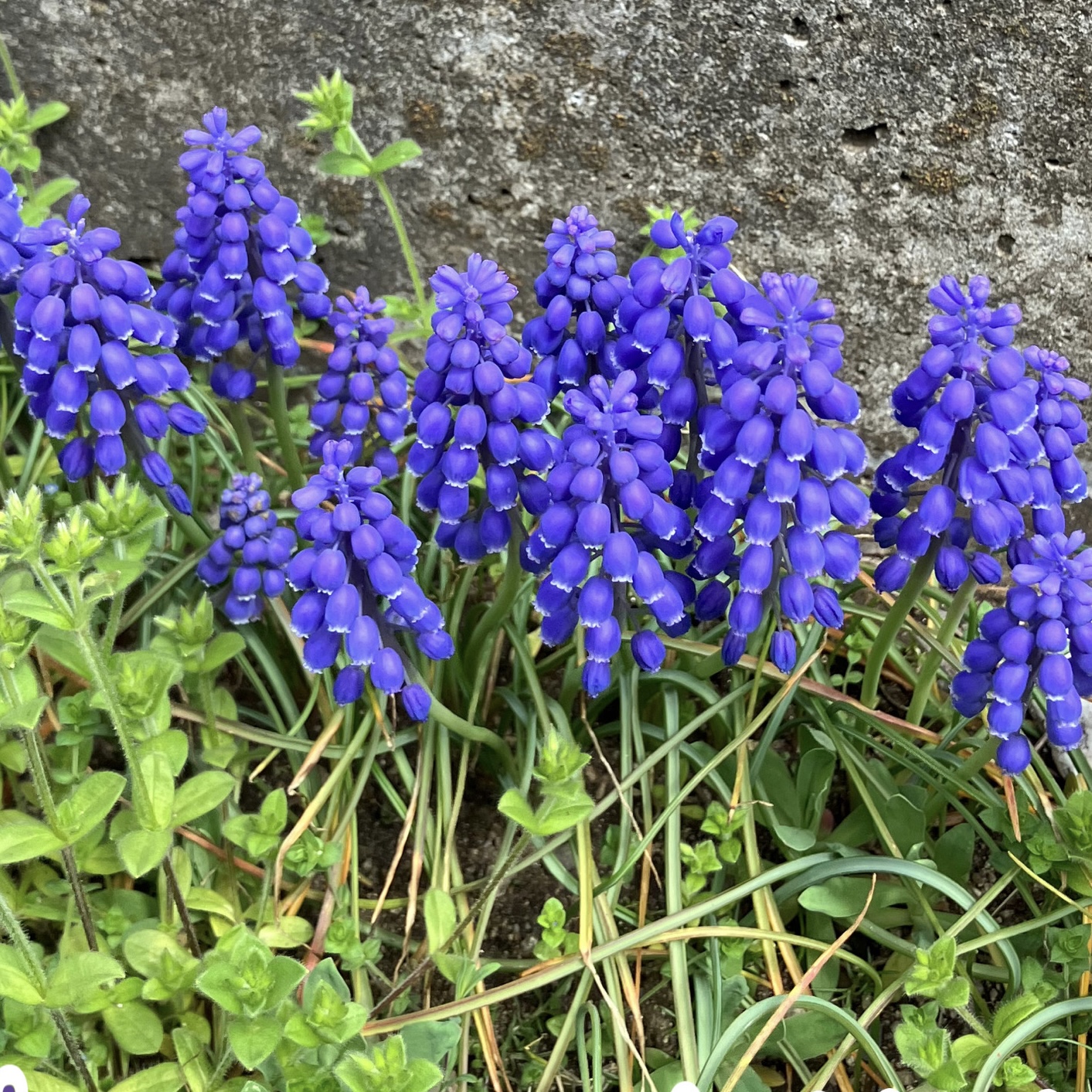 お気に入りのお花 NCCトーヨー住器 伊那店のブログ 写真1