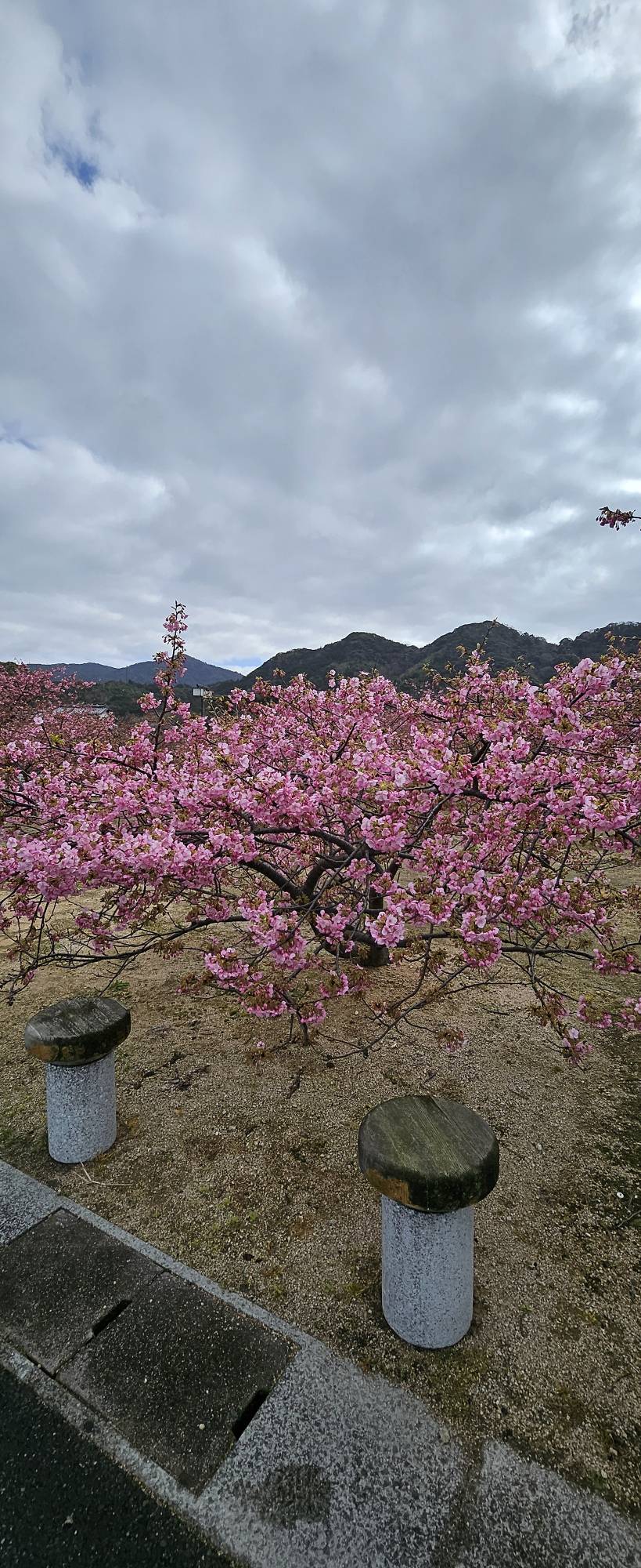 いい季節になっていきますね😊 山口西京トーヨー住器のブログ 写真1