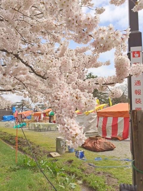 すっかり春になりました🌷 阿部多のブログ 写真2