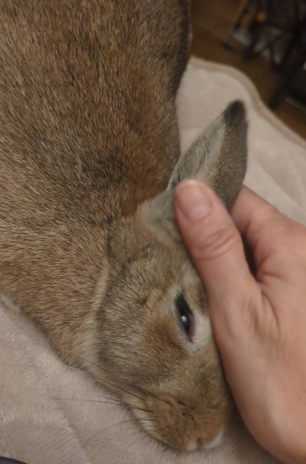 うさぎ店長代理🐰 ワタナベトーヨー住器のブログ 写真1