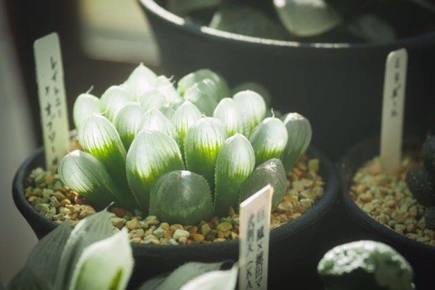 多肉植物 つくば住生活 石岡店のブログ 写真1