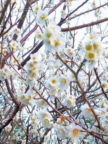 春 つくば住生活 石岡店のブログ 写真1