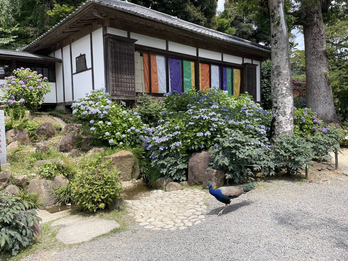 紫陽花祭り at  雨引観音 つくば住生活 石岡店のブログ 写真1