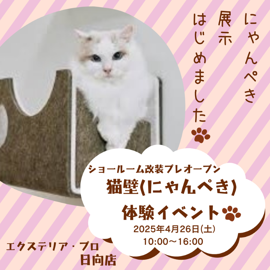 4/26(土)ショールーム改装プレオープン★猫壁「にゃんぺき」体験イベント★ 日向トーヨー住器のイベントキャンペーン 写真1