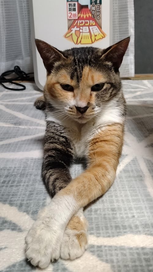 いちばんの寒がりやさん 日向トーヨー住器のブログ 写真1