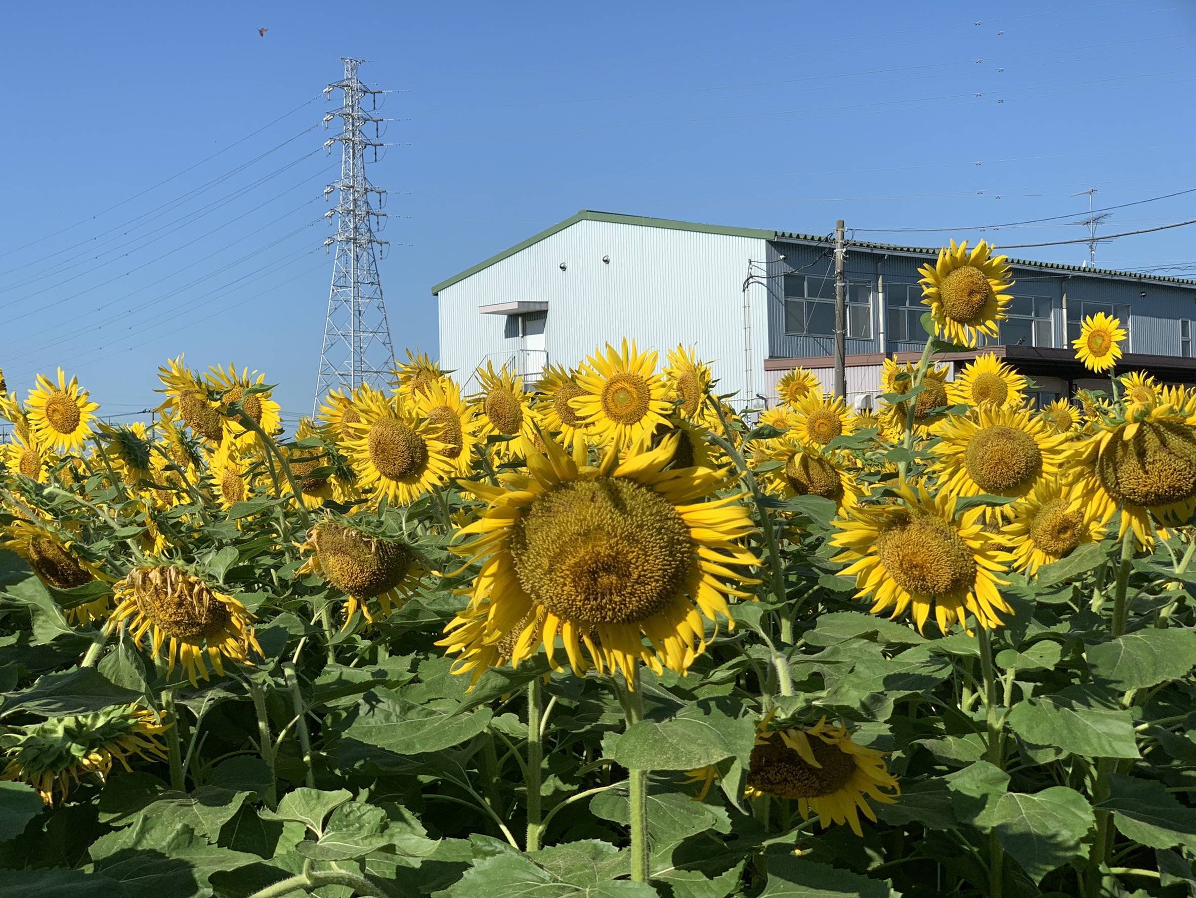 素敵な花を拝みに行きました ホームリフレヒロセのブログ 写真2