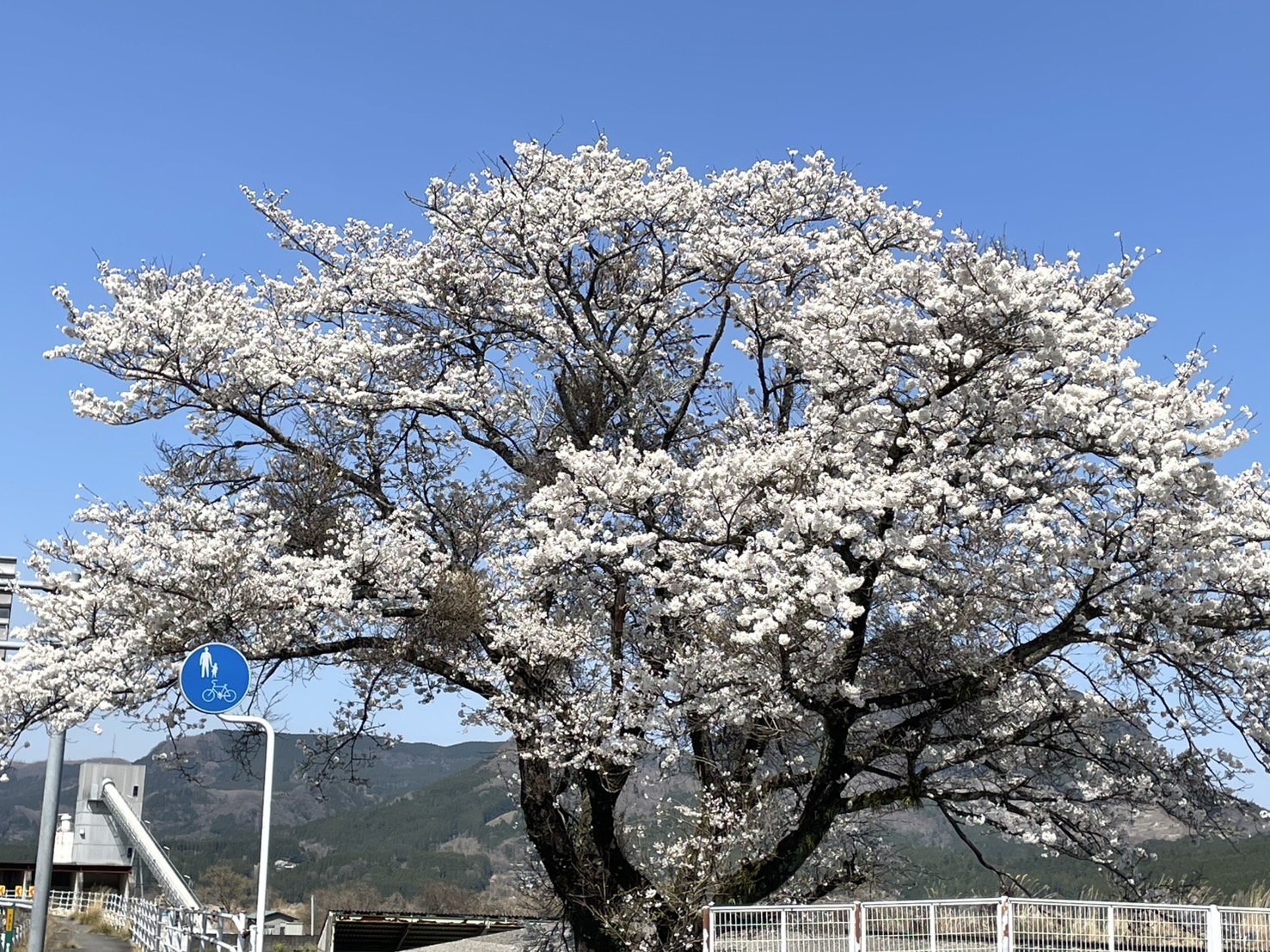 桜🌸 九重トーヨー住器のブログ 写真1