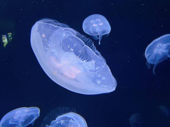 水族館 つくば住生活 つくば店のブログ 写真1