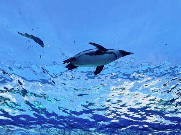 水族館 つくば住生活 つくば店のブログ 写真2