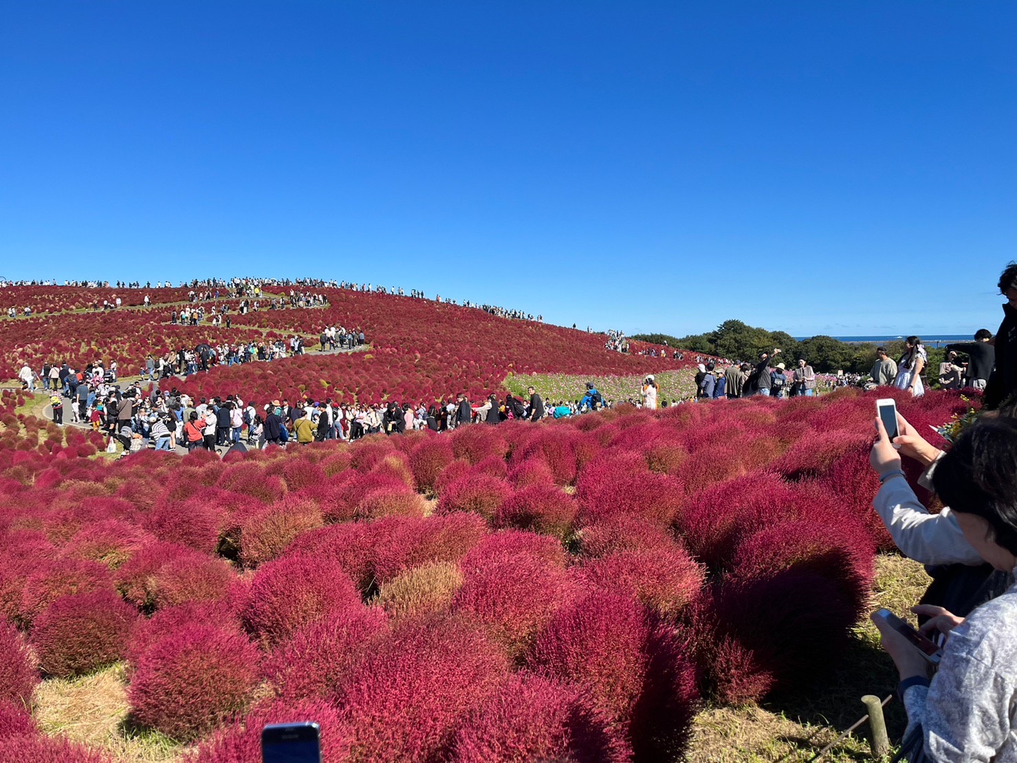 秋の『ひたち海浜公園』🌸 つくば住生活 つくば店のブログ 写真1