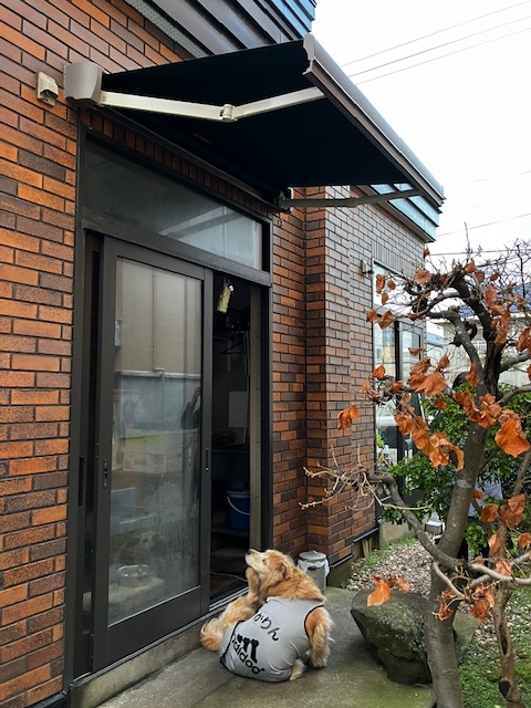 三幸トーヨー住器の愛犬のために日よけの設置🐶の施工後の写真1