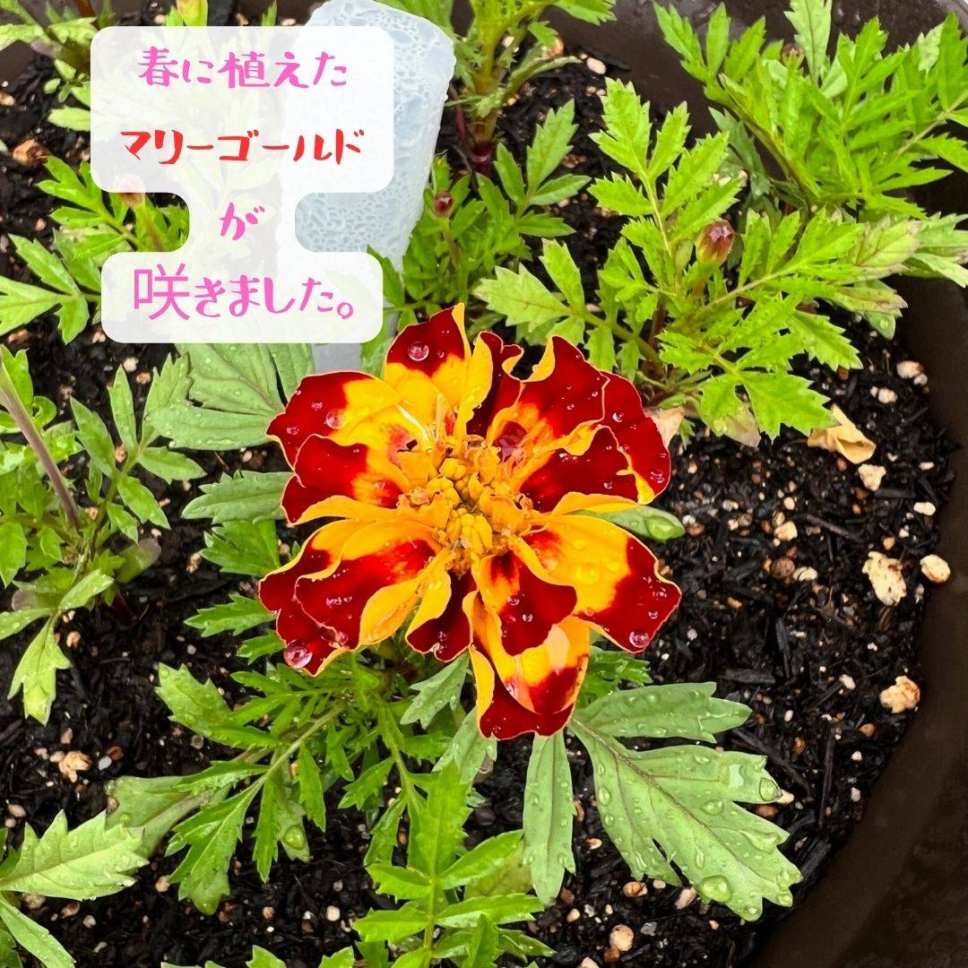 🌼おはな🌼 AOBT 浪岡インター店のブログ 写真1