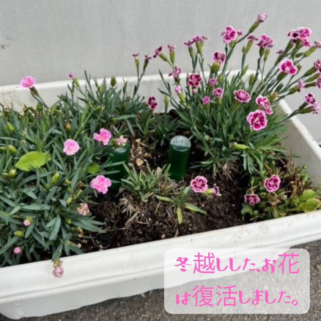夏のお花 AOBT 浪岡インター店のブログ 写真3