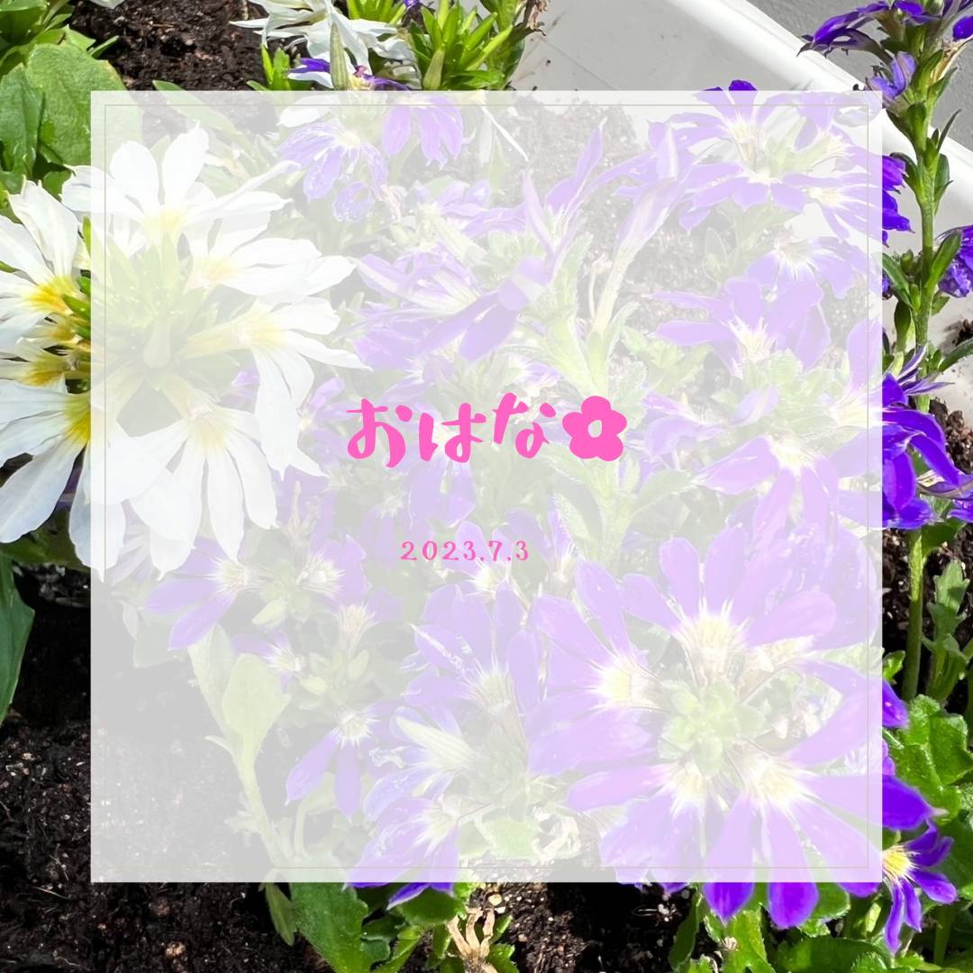 夏のお花 AOBT 浪岡インター店のブログ 写真1