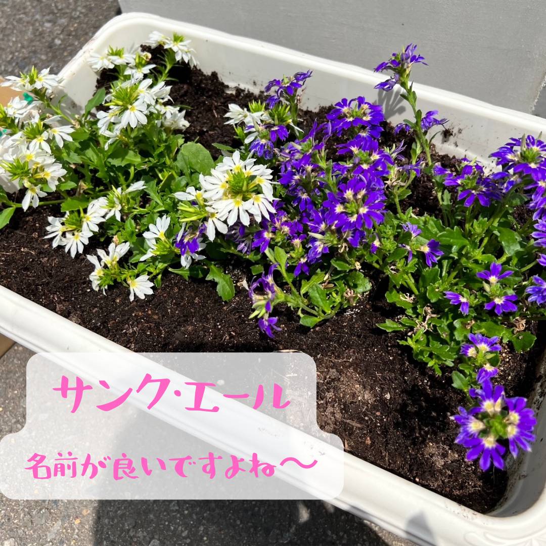 夏のお花 AOBT 浪岡インター店のブログ 写真6