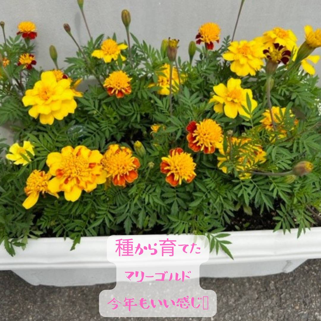夏のお花 AOBT 浪岡インター店のブログ 写真4