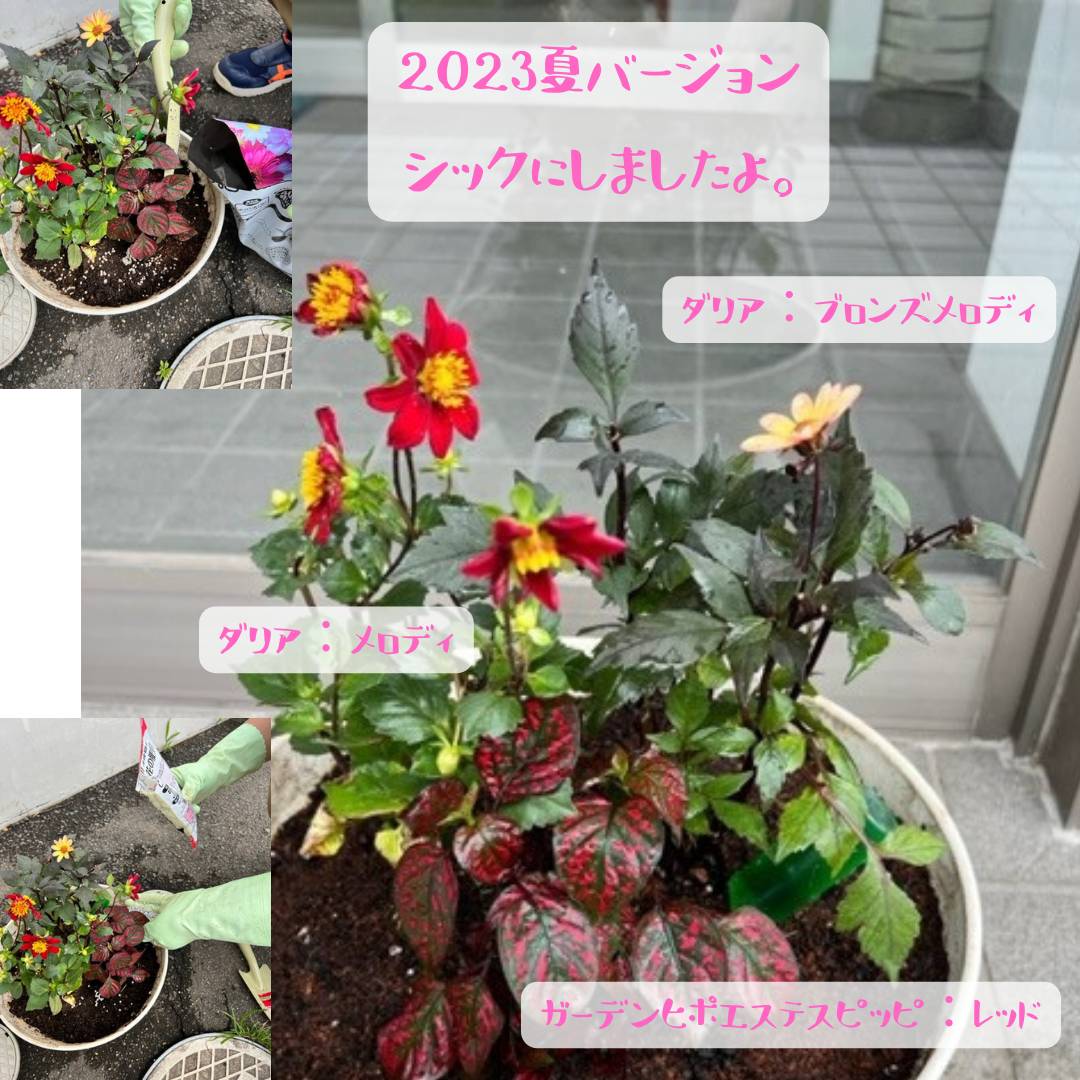 夏のお花 AOBT 浪岡インター店のブログ 写真5