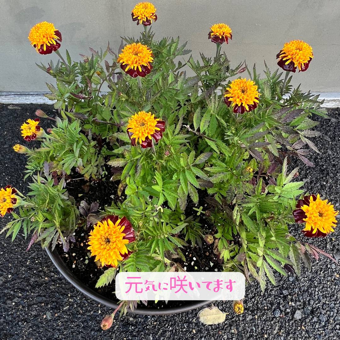 お花 AOBT 浪岡インター店のブログ 写真3