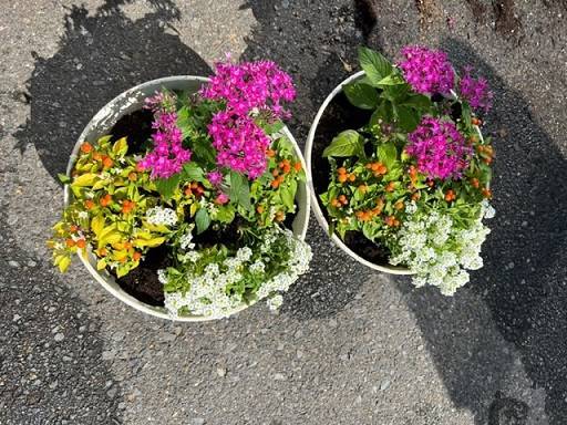 🌷花の植え替え🌷 AOBT 浪岡インター店のブログ 写真3