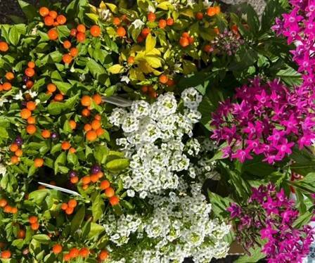 🌷花の植え替え🌷 AOBT 浪岡インター店のブログ 写真4