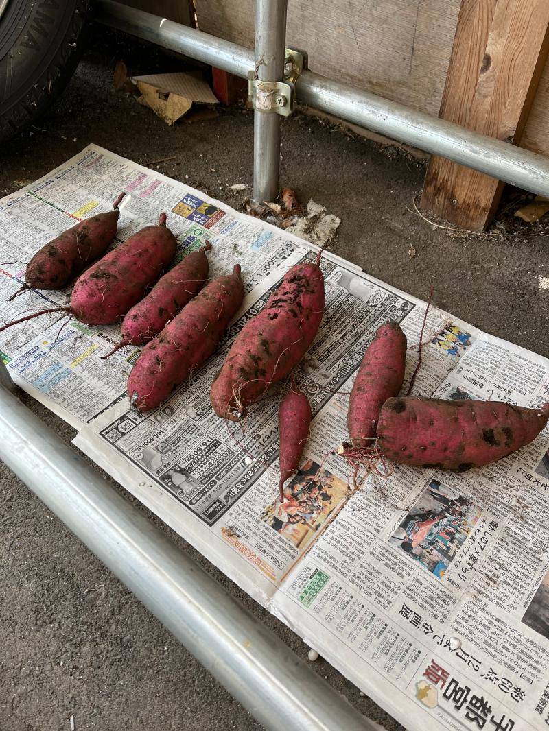 秋の収穫 カワサキトーヨー住器 那須那珂川のブログ 写真2