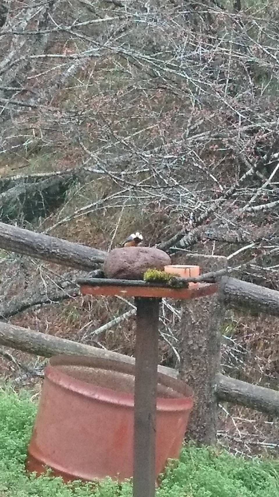 庭に来るお客さん カワサキトーヨー住器 那須那珂川のブログ 写真1