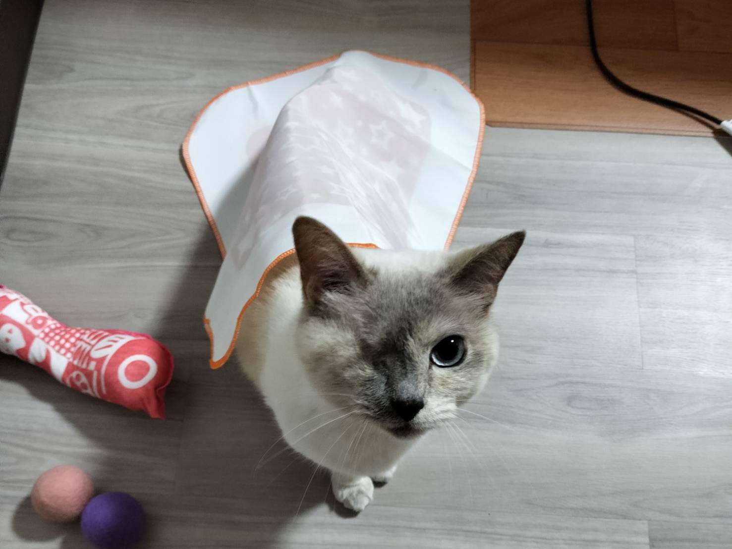 最近の カワサキトーヨー住器 那須那珂川のブログ 写真2