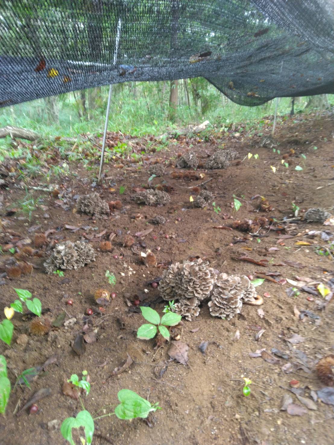 今年も カワサキトーヨー住器 那須那珂川のブログ 写真1