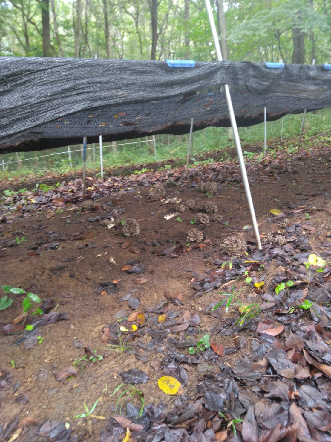 今年も カワサキトーヨー住器 那須那珂川のブログ 写真2