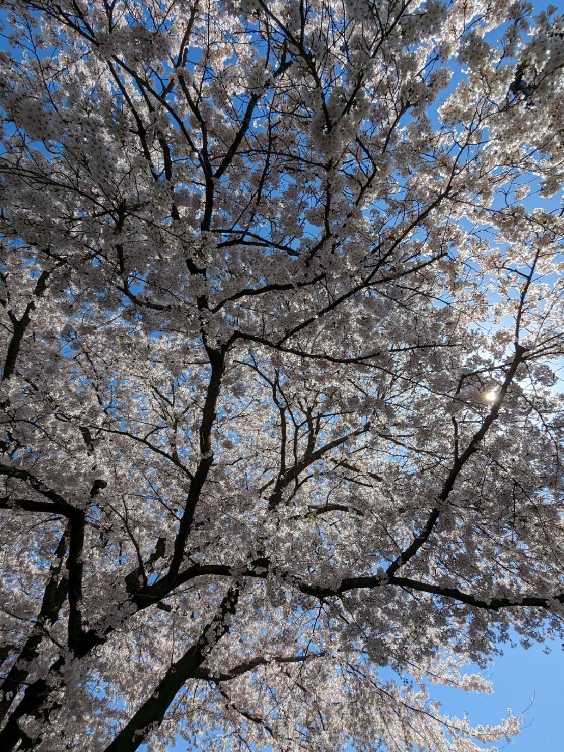 桜を楽しめるお庭（樹齢65年の桜！！） アイプラン今井ガラス建材のブログ 写真1