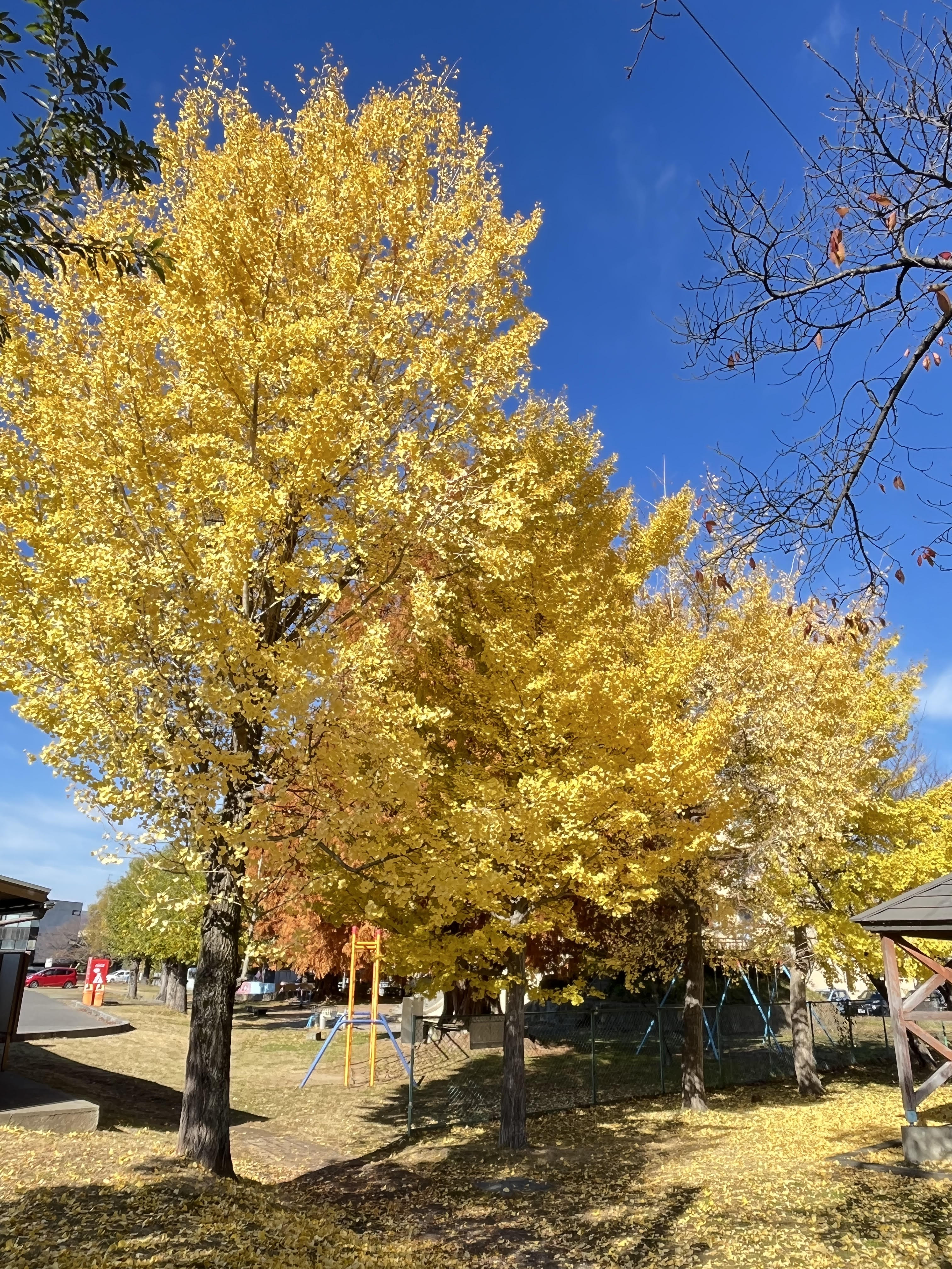紅葉がきれいな季節になりましたね🍁 アイプラン今井ガラス建材のブログ 写真1