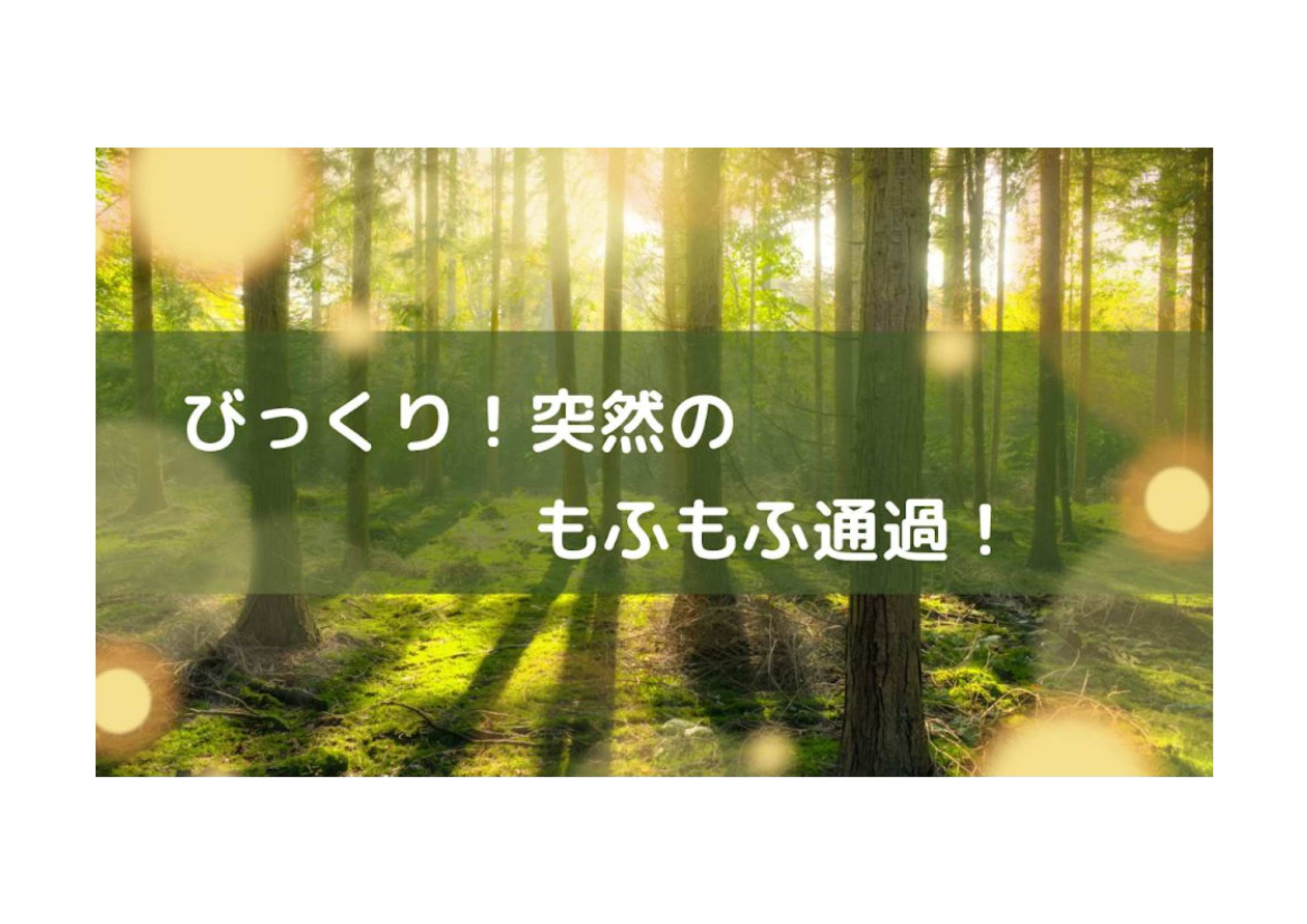 もふもふ通過😦 アイプラン今井ガラス建材のブログ 写真1