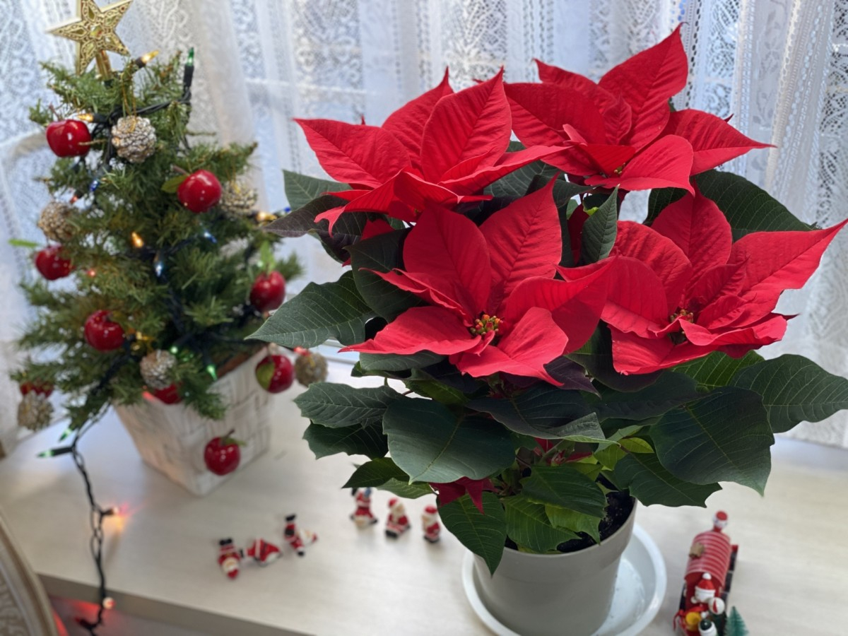 🎄クリスマス🎅のお花といったら？ アイプラン今井ガラス建材のブログ 写真1