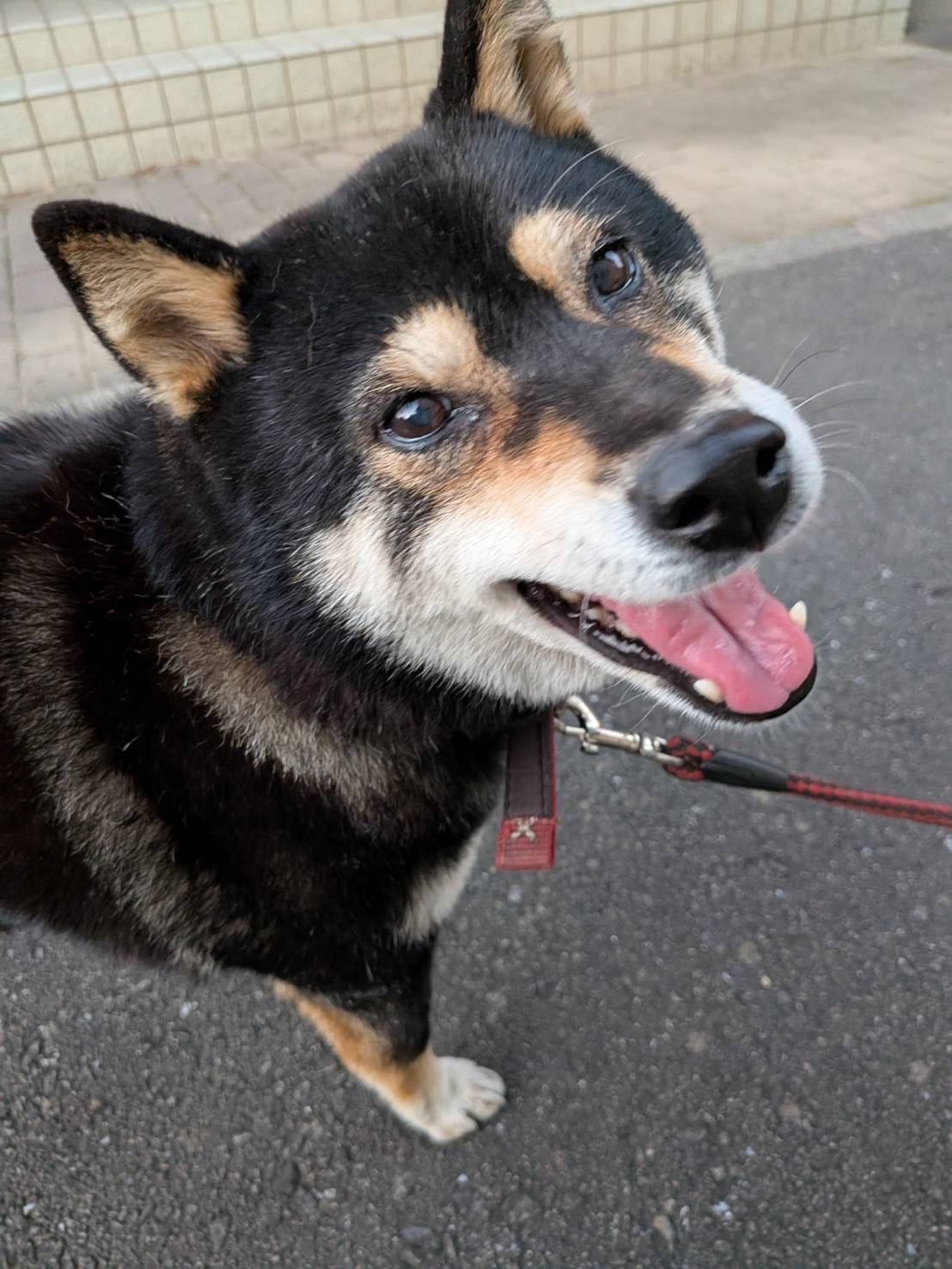 お客様からの嬉しいメッセージとお写真をいただきました🌸 アイプラン今井ガラス建材のブログ 写真2