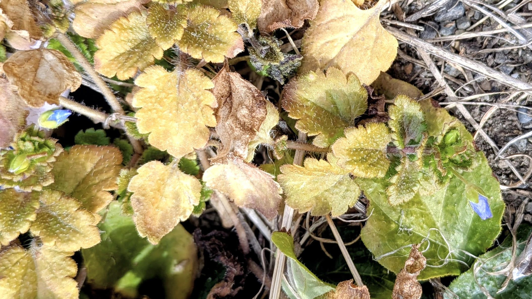 春がそこまで来ている…？かもしれません🌷 アイプラン今井ガラス建材のブログ 写真2