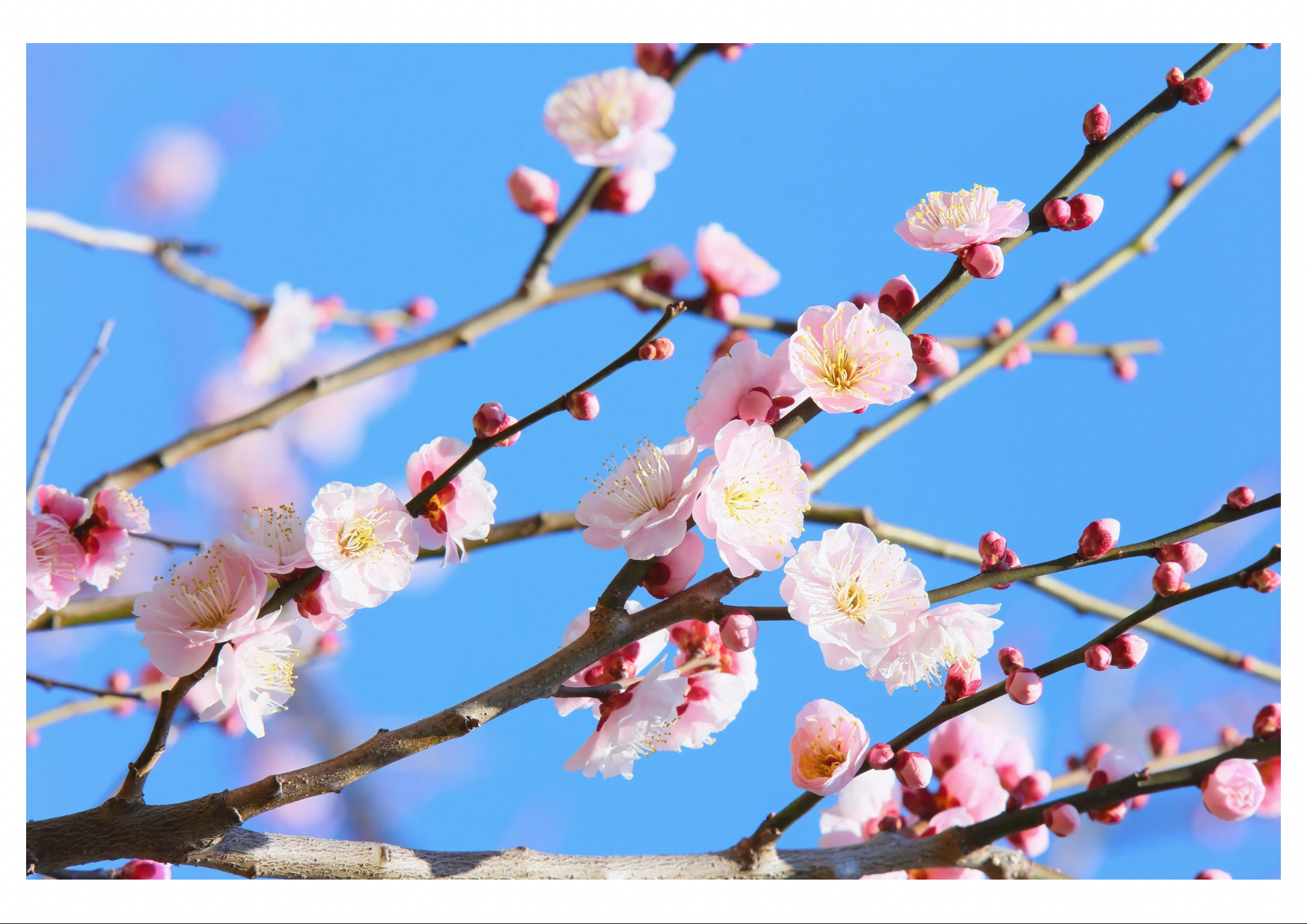 🌺梅は咲いたか桜はまだかいな？🌸 アイプラン今井ガラス建材のブログ 写真1