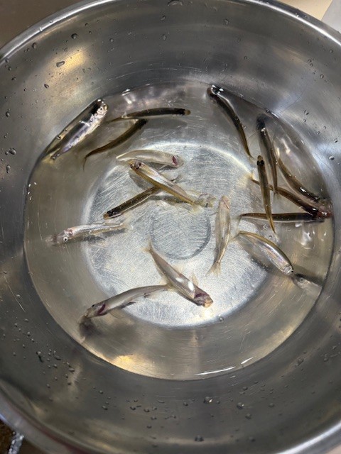 恒例のワカサギ釣り🎣 大渕トーヨー住器のブログ 写真2