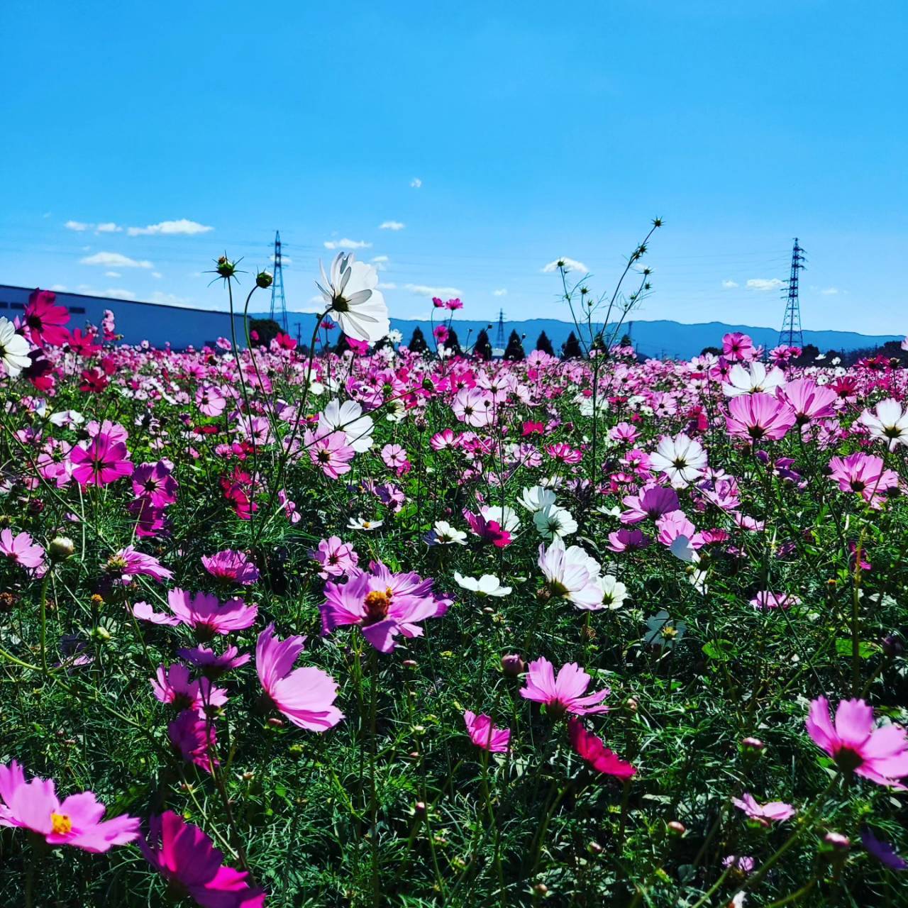 ＊＊＊お出かけ日和＊＊＊ 末次トーヨー住器のブログ 写真1