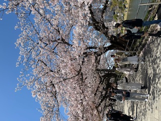お花見 末次トーヨー住器のブログ 写真1