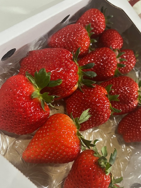 よかもんいちご🍓 末次トーヨー住器のブログ 写真1