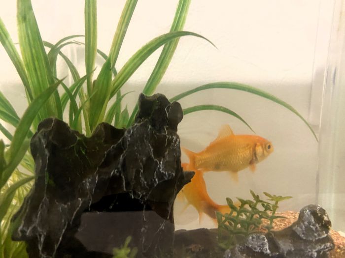 うちの金魚 TGネクストのブログ 写真2