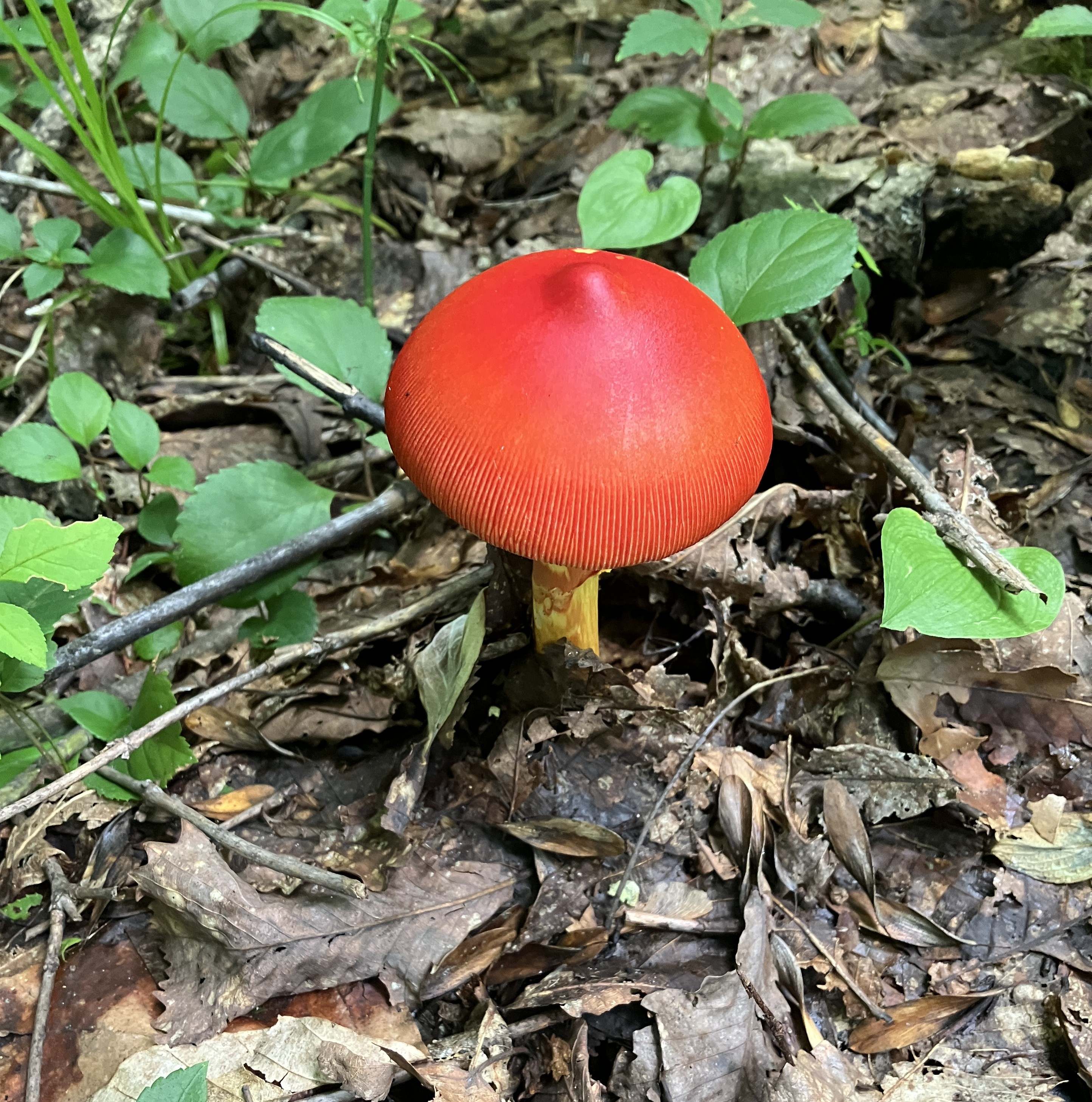 AKBT土崎港店【キノコ ブログ】タマゴタケ🍄 AKBT 土崎港店のブログ 写真2