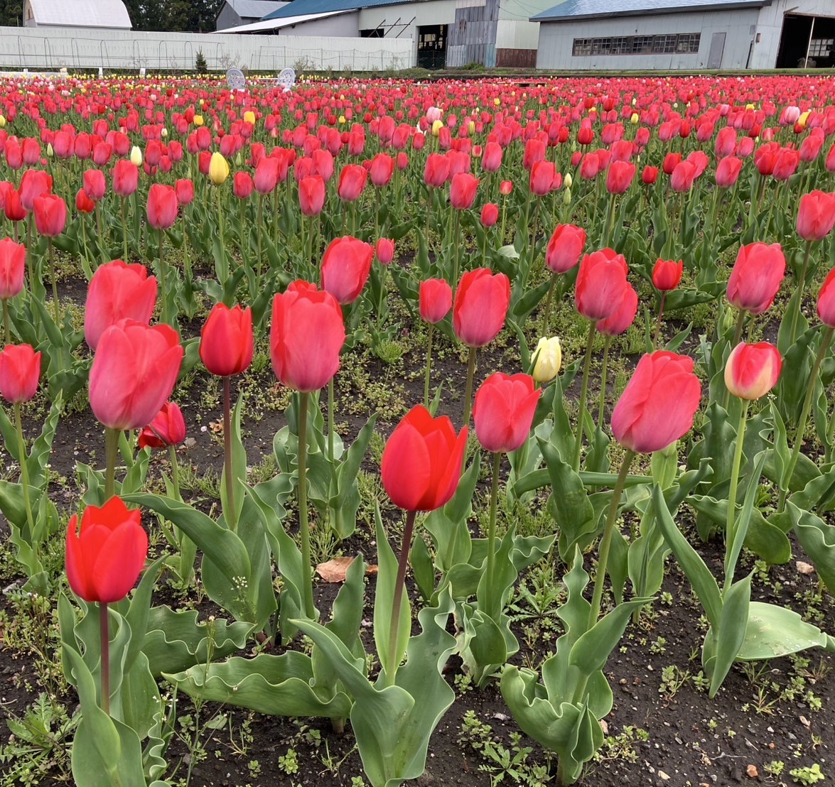 🌷大湯ストンサークル近くのチューリップ畑🌷 AKBT 土崎港店のブログ 写真1