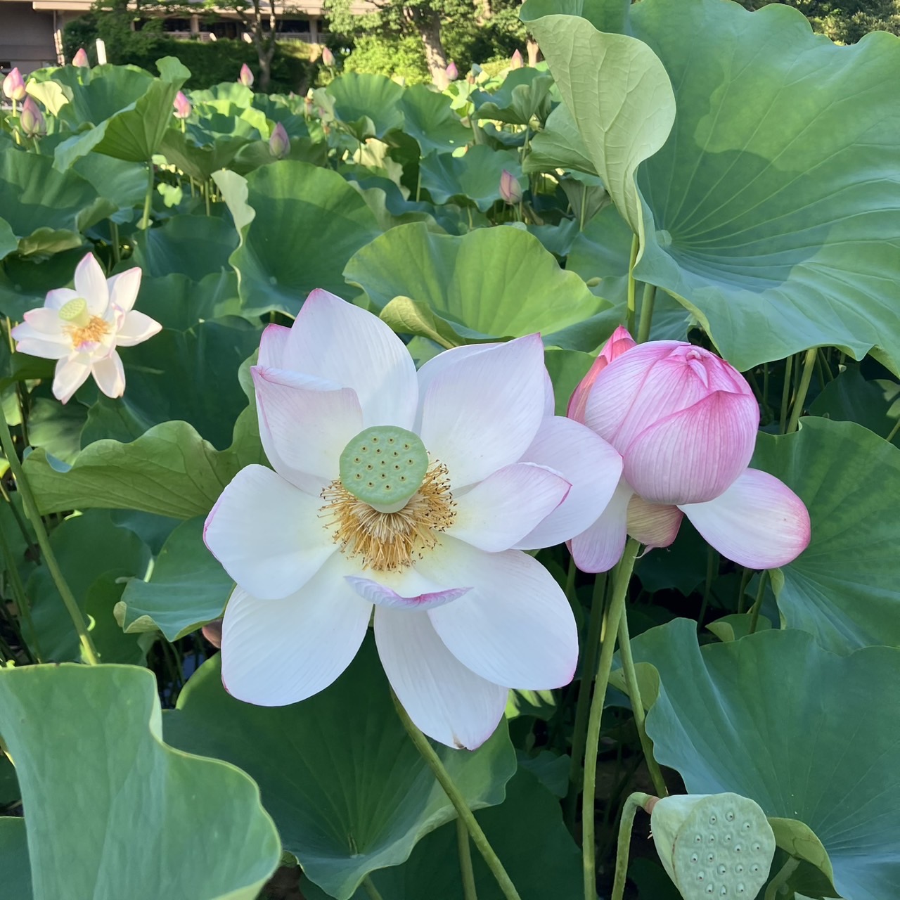 AKBT土崎港店【花観察】蓮の花😊 AKBT 土崎港店のブログ 写真3